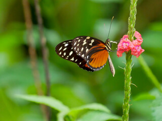 Obraz premium A tiger passionflower butterfly (Heliconius hecale), photographed in Tortuguero National Park.