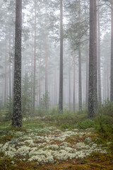 Obraz premium Foggy morning in a magical fairytale forest. Forest therapy and stress relief.