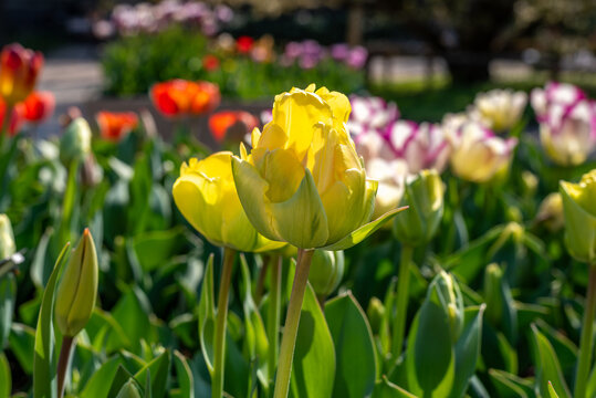 Closeup of a the Tulip double late vanilla coup, often referred to as Vanilla ice cream tulip