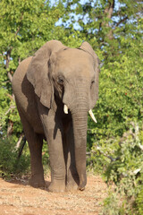 Fototapeta premium Afrikanischer Elefant / African elephant / Loxodonta africana
