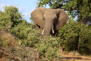 Fototapeta premium Afrikanischer Elefant / African elephant / Loxodonta africana