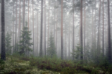 Obraz premium Foggy morning in a magical fairytale forest. Forest therapy and stress relief.