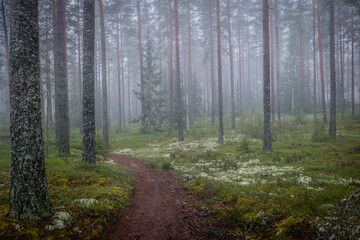 Fototapeta premium Foggy morning in a magical fairytale forest. Forest therapy and stress relief.