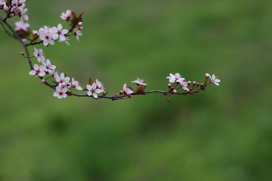 close up of beautiful pink flowers on a cherry plum tree , prunus cerasifera, blooming at springtime on a green background, macro photography	