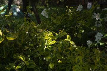 Obraz premium Sunlit Green Leaves and White Blossoms in Spring Garden
