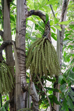 tropical vegetation with hanging palm inflorescences
