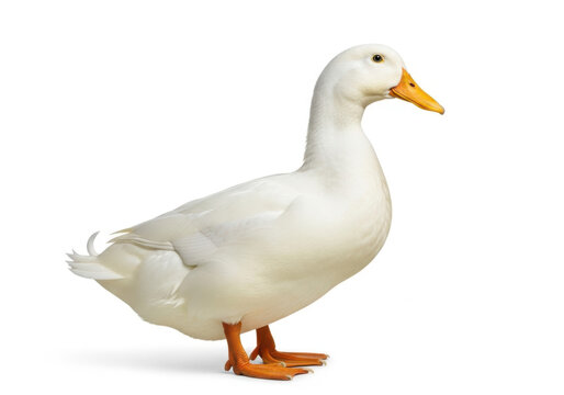 A white duck standing on a surface