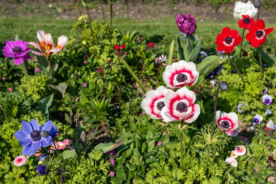 Beautiful multi coloured anemone flowers in Jardin des Plantes in the 5 arrondissement of Paris