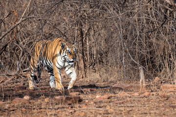 Royal Bengal Tiger Patrolling Through Morning Bushes at Panna Tiger Reserve © Rima