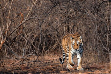 Fototapeta premium Royal Bengal Tiger Patrolling Through Morning Bushes at Panna Tiger Reserve