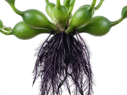 Detailed close-up of an aquatic plant's intricate dark fibrous root system, contrasting with its vibrant green foliage against a clean white background