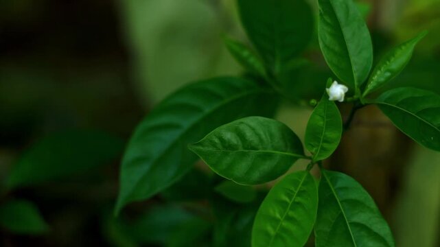 A video showcasing a close-up view of a lush green plant with vibrant leaves and a small white flower in a natural setting