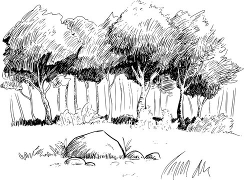 Hand Drawn of a Forest Scene with Trees and Rocks a White Background nature black