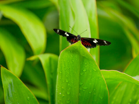 A Doris passionflower butterfly (Heliconius doris), photographed in Tortuguero National Park.