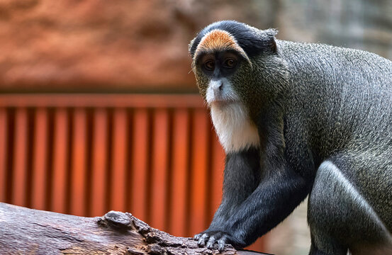 De Brazza's (Bearded) monkey in the zoo