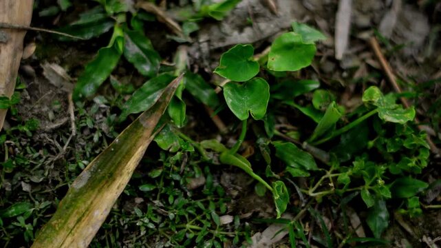A video showcasing a serene forest floor with lush greenery and plants growing in the underbrush