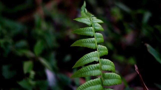 A serene video showcasing a lush green fern in a dense forest with natural light filtering through the leaves