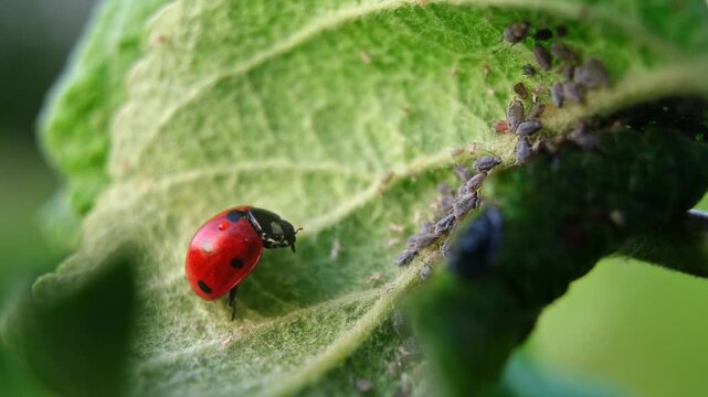 Ladybug and aphid on leaf. Insects pests affect plant, garden and orchard. Eat leaves and fruits of plants. Protection from vermin and diseases. The cycle of life in nature. High quality 4k footage.