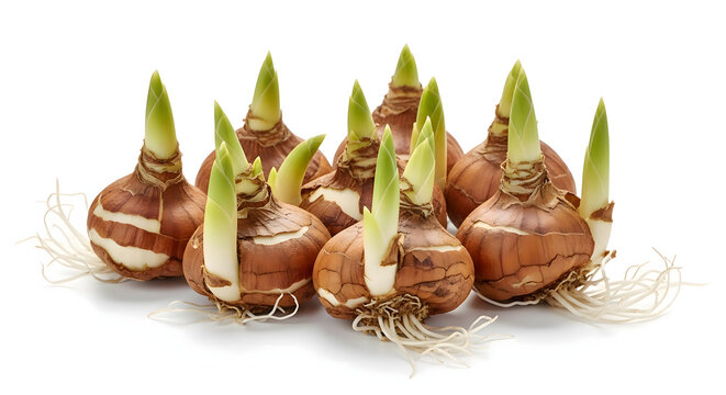 Individual tulip or gladiolus bulbs with green shoots and roots. Spring gardening, planting season, and growth patterns.  AI generated.