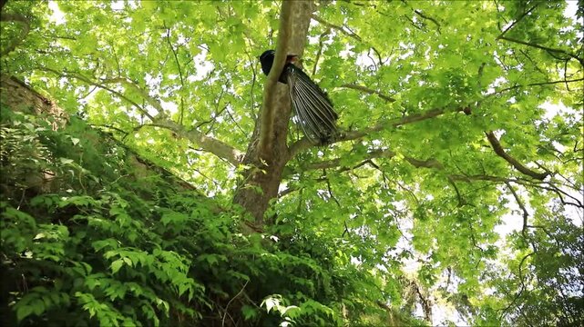 A majestic peacock rests on a tree branch amidst lush green foliage