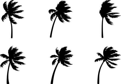 Black silhouette palm trees with windblown fronds against a white background