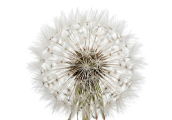Fototapeta premium A delicate dandelion seed head with its tiny parachutes ready to disperse in the wind isolated on transparent background