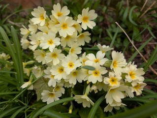 Obraz premium Schlüsselblume, Frühling, Blumen, Blüten, gelb.