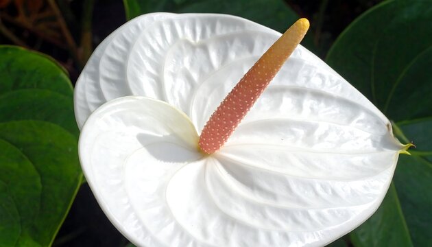 A large white flower with a long pink spadix surrounded by green leaves