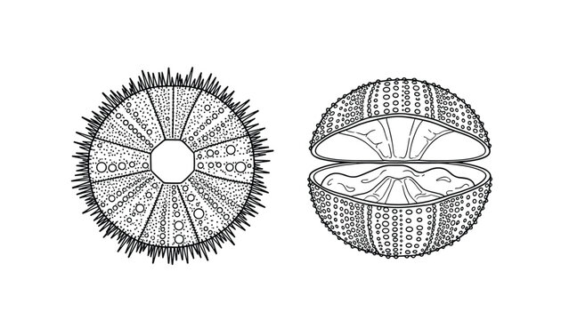 Black and white line art of sea urchins shows a spiky exterior and an open shell, providing a detailed look at marine biology for illustrations.