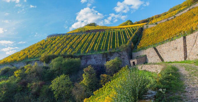 Weinweg R&uuml;desheim am Rhein Deutsche Weinstra&szlig;e