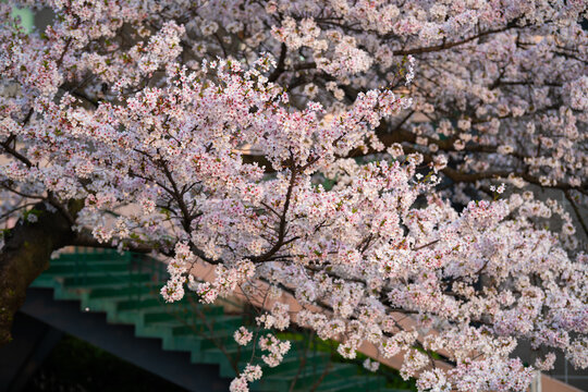 Cherry blossoms are in full bloom at Qingchuan Pavilion Scenic Area in Wuhan, Hubei, China.