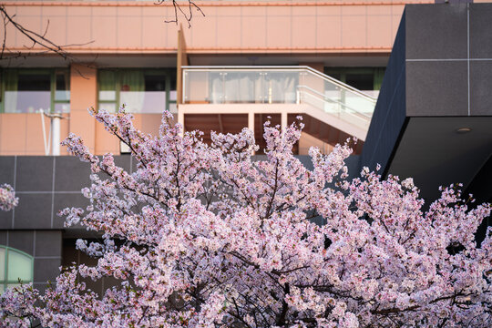 Cherry blossoms are in full bloom at Qingchuan Pavilion Scenic Area in Wuhan, Hubei, China.