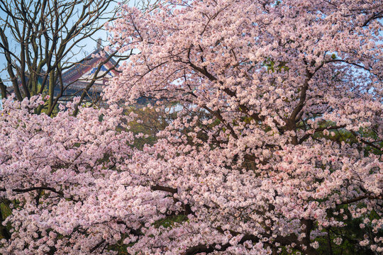 Cherry blossoms are in full bloom at Qingchuan Pavilion Scenic Area in Wuhan, Hubei, China.