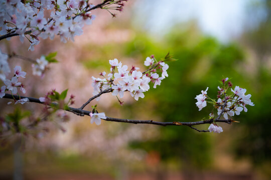 Cherry blossoms are in full bloom at Qingchuan Pavilion Scenic Area in Wuhan, Hubei, China.
