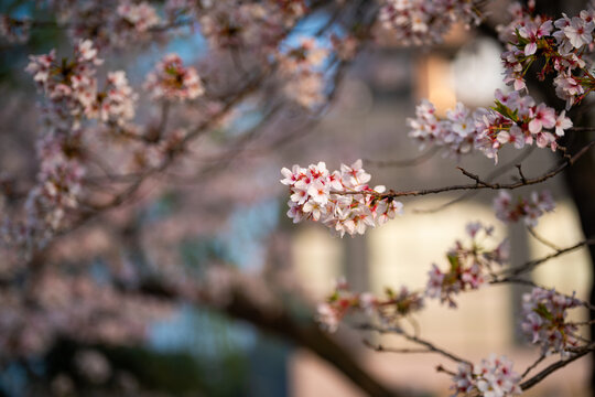 Cherry blossoms are in full bloom at Qingchuan Pavilion Scenic Area in Wuhan, Hubei, China.