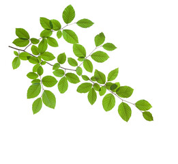 Fototapeta premium Big Beech branch with fresh green leaves isolated on white background.