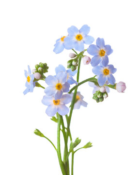 Forget-me-not flowers  isolated on white background. Selective focus
