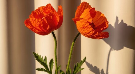 Obraz premium Two bright orange poppies in sunlight with shadows on a beige background orange flowers red flowers