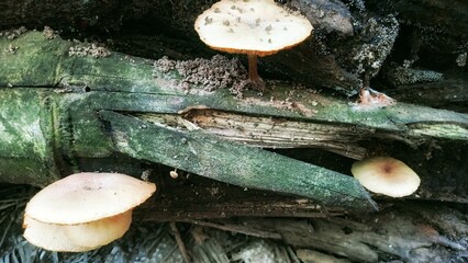 Close up view of wild mushrooms thriving on a decaying log, showcasing the intricate beauty of forest fungi and natural decomposition in a vibrant woodland environment. © Kang_Saif