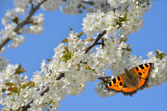 Kirschbl&uuml;ten mit Schmetterling