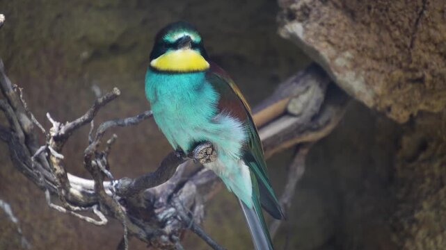 Close up of a Blue chested roller bird sitting on a tree branch and looking	
