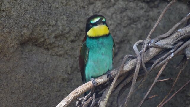 Close up of a Blue chested roller bird sitting on a tree branch and looking	
