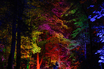 Vibrant night forest scene with trees illuminated by colorful lights, creating a surreal rainbow canopy and dark woodland background. © Michael