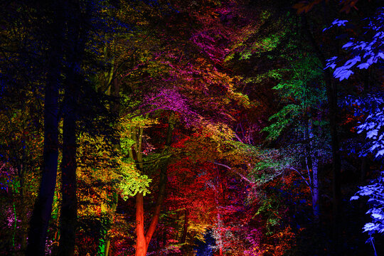 Vibrant night forest scene with trees illuminated by colorful lights, creating a surreal rainbow canopy and dark woodland background.
