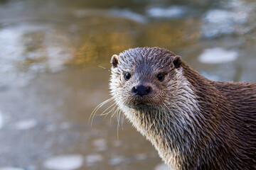 Fototapeta premium Close-up portrait of a wet river otter looking at camera by calm water, lutra lutra