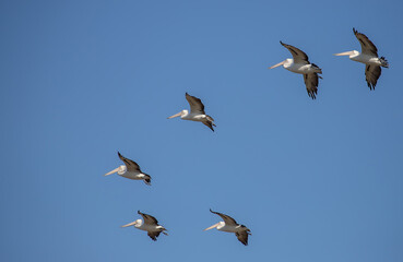 Fototapeta premium Pelicans flying in formation against clear blue sky in natural wildlife scene