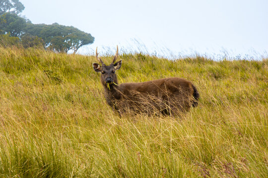 Samber deer in the grass.