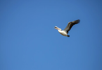 Obraz premium Pelican flying in formation against clear blue sky in natural wildlife scene
