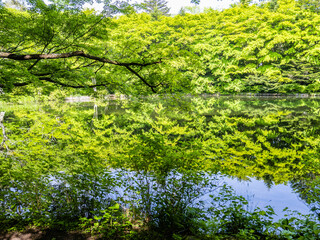 Fototapeta premium 水面に映る新緑と静かな森の池