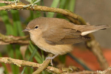 Obraz premium Garden Warbler (Sylvia borin)